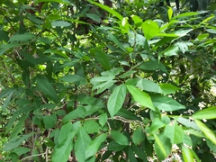 Diospyros montana