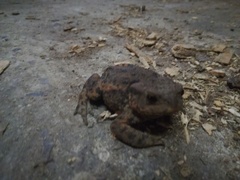 Bufo bufo