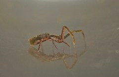 Miagrammopes cubanus