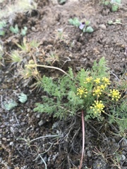 Lomatium quintuplex