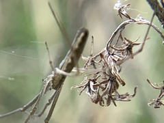 Tetragnatha versicolor