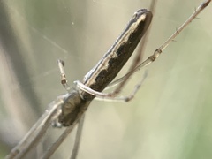 Tetragnatha versicolor