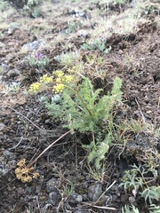 Lomatium quintuplex