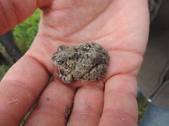 Tomopterna delalandii