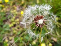 Taraxacum lacistophyllum