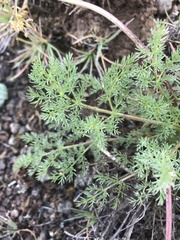 Lomatium quintuplex