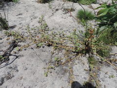 Malva parviflora parviflora