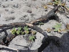 Malva parviflora parviflora