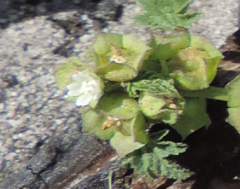 Malva parviflora parviflora
