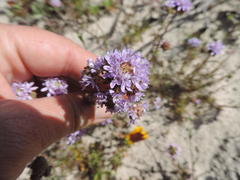 Phyllopodium cephalophorum