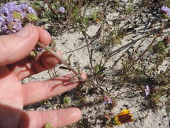 Phyllopodium cephalophorum