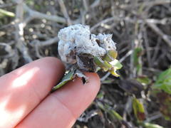 Crematogaster liengmei