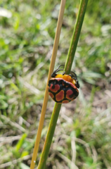 Paraplectana thorntoni