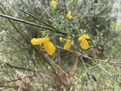 Cytisus scoparius
