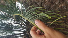 Encephalartos ghellinckii