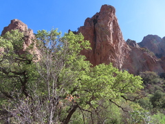 Quercus oblongifolia
