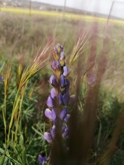 Lupinus angustifolius