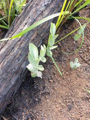 Helichrysum pannosum