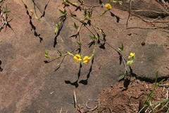 Zornia capensis capensis