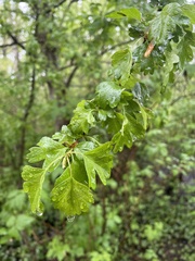 Crataegus monogyna