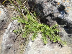 Acalypha glandulifolia