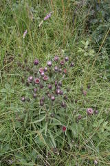 Macledium speciosum