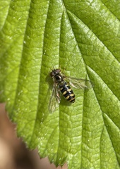 Epistrophella euchroma
