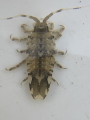 Synidotea laticauda