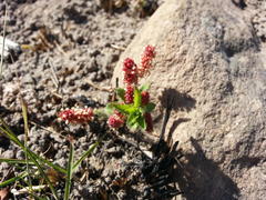Acalypha glandulifolia
