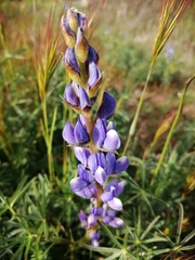 Lupinus angustifolius