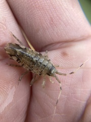 Synidotea laticauda