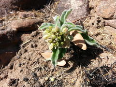 Raphionacme galpinii