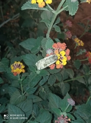 Noctua pronuba