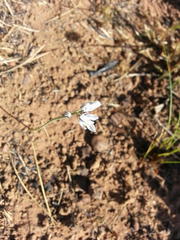 Eriospermum ornithogaloides