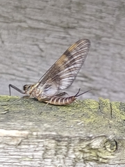 Ephemera vulgata