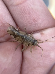 Synidotea laticauda