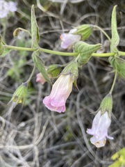 Lepechinia cardiophylla