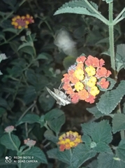 Noctua pronuba
