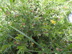 Lasiosiphon splendens