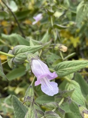 Lepechinia cardiophylla