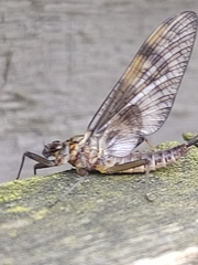 Ephemera vulgata