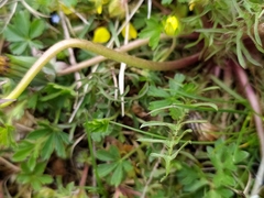 Taraxacum lacistophyllum