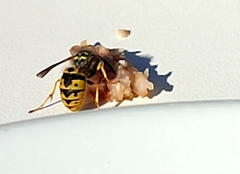 Vespula germanica