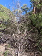 Quercus graciliformis