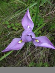 Moraea inclinata