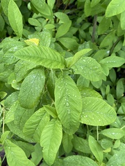 Oemleria cerasiformis