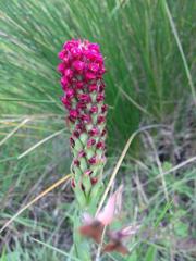 Disa sanguinea