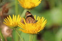 Acraea encedon encedon