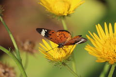 Acraea encedon encedon