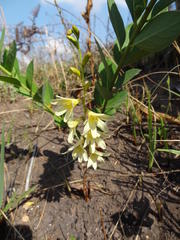 Tritonia gladiolaris